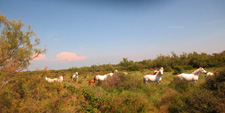 France-Provence-Provence to Camargue Mediterranean Ride